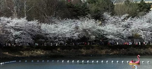 韩国春季适合漫步赏樱花好去处 